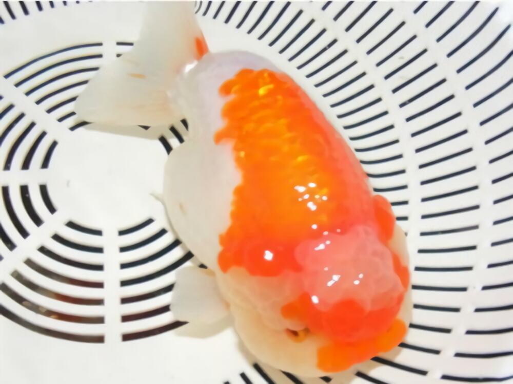 元宝红身份信息