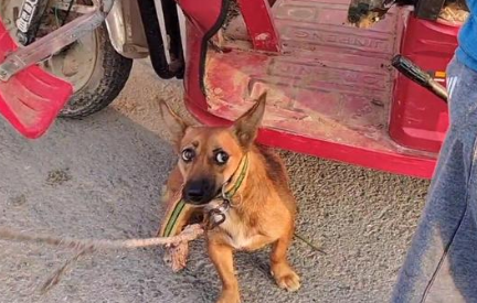 140块,满是惶恐的看家犬上狗肉车,狗贩直言:十块钱我都不喂它