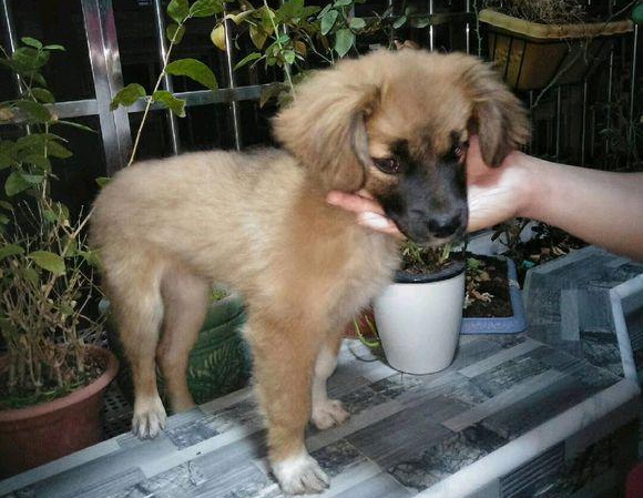 小流浪犬迷途在公交车站,男孩儿进入车内后见到它追随的模样,猛然优柔寡断了