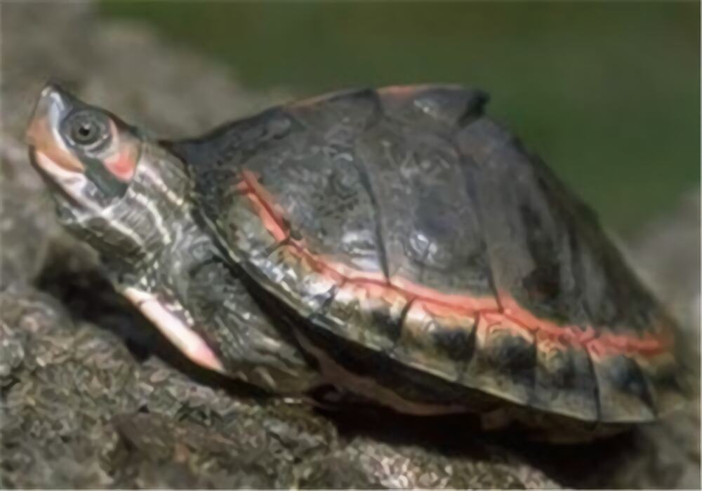 粉红圈锯背龟身份信息