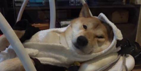 主人生了宝宝,柴犬很吃醋,“霸占”小主人的婴儿床:我也是宝宝