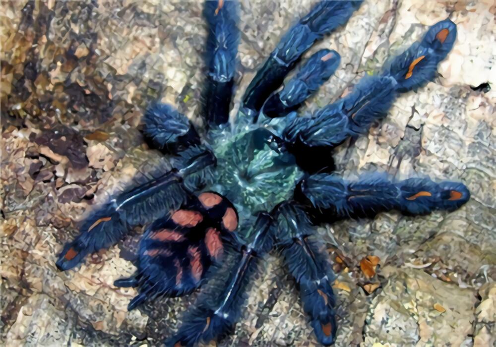 委内瑞拉太阳虎身份信息