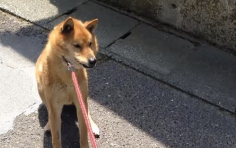 想带狗狗去打针 但它嗅出“危险的味道”拒绝前进
