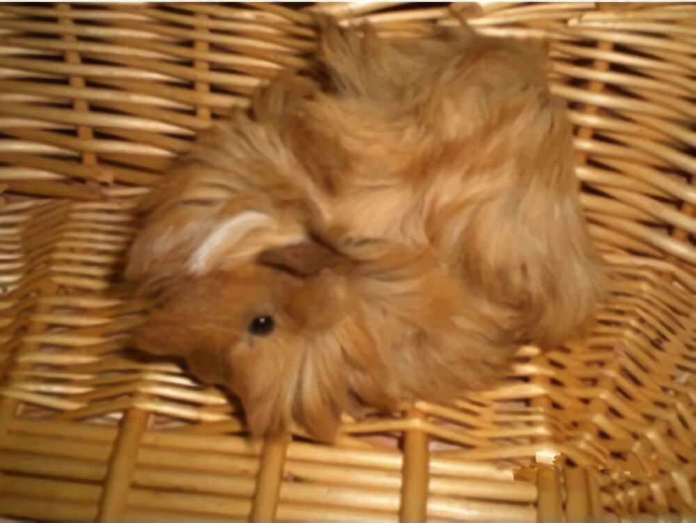 秘鲁缎毛天竺鼠身份信息