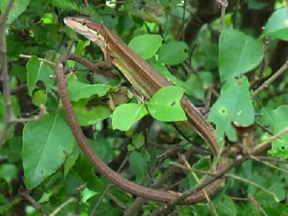 北草蜥身份信息