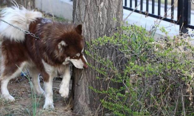 怕热的4种狗, 雪橇三傻中有两个上榜, 它在夏天简直像穿了羽绒服
