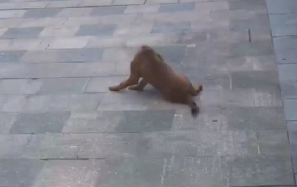 流浪狗被别人切断腿丢在马路边，善心女孩收养后悉心照顾，狗狗换新颜