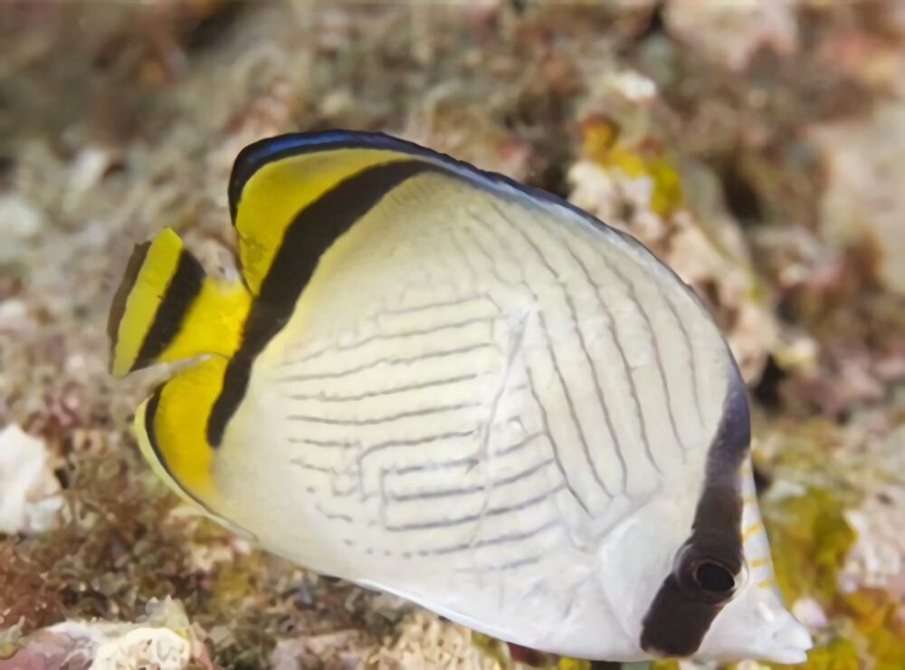 斜纹蝴蝶鱼身份信息