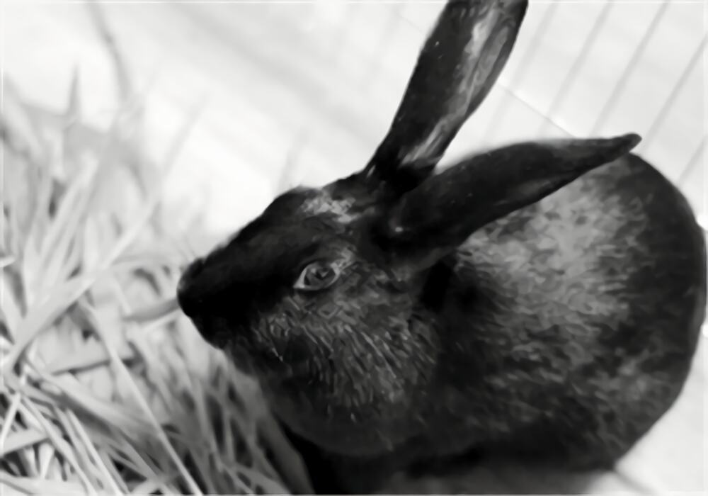 莲山黑兔身份信息