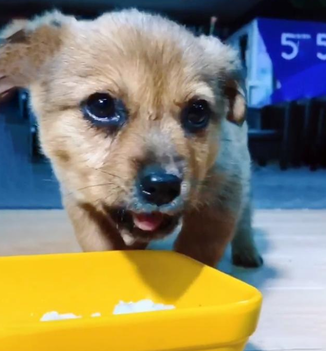 独自游荡在大街上的小奶狗，小男孩看见后放心不下