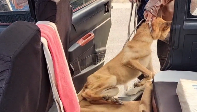瘦马犬可怜巴巴地看着大叔,可最后还是350块被卖给了狗贩子