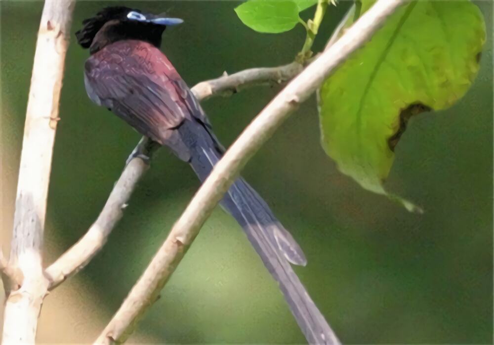 紫寿带身份信息