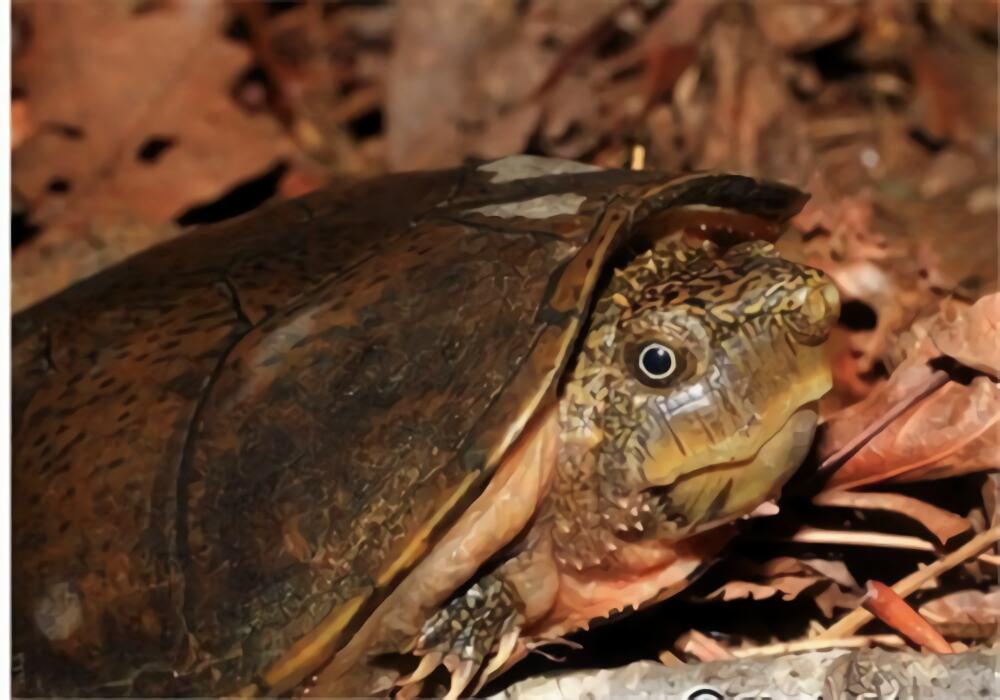 平背麝香龟身份信息