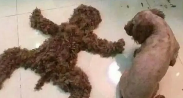 主人给泰迪剪毛,然后将它的毛做成了和它一样的造型,狗看懵了