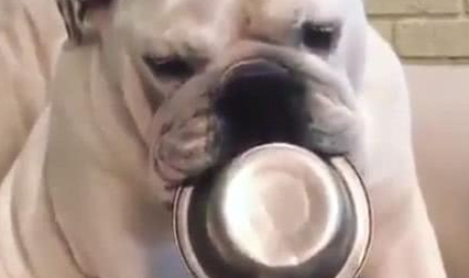 狗狗叼着饭碗等主人弄饭,主人弄好以后早已蹲着睡觉了!
