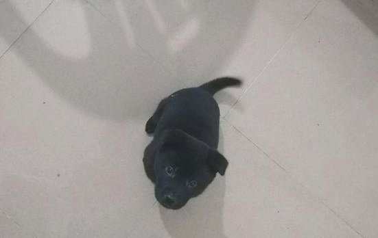 大街上流浪犬饿得直眼馋吃的,女生优柔寡断带回饲养几日后直喊崩溃