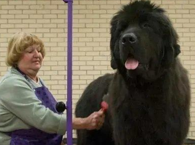 他是世界上最大的狗，高达2.3米，女主人为它拒绝男性追求。