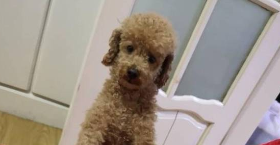 泰迪犬迎来了一位新的朋友,它是只玩具的小猪,它俩的关系非常好