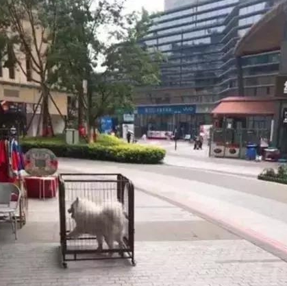 萨摩耶被送去寄养,宠物店通知:你家狗偷了我的笼子,你管不管吧
