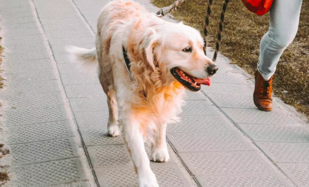 关于城市禁养犬品种,福建的情况是这样的