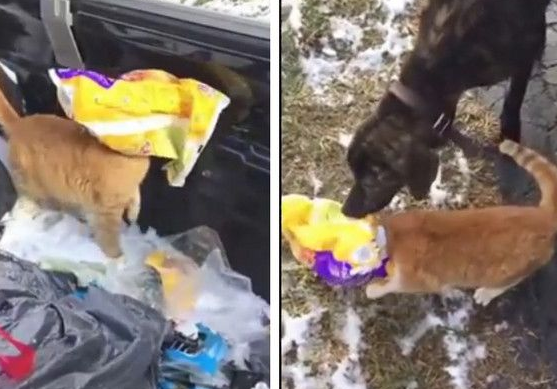 猫头卡塑料袋超慌张 好心狗狗挺身相救