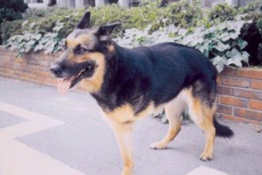 三脚导盲犬为救主人失去一条腿 却依旧渴望工作