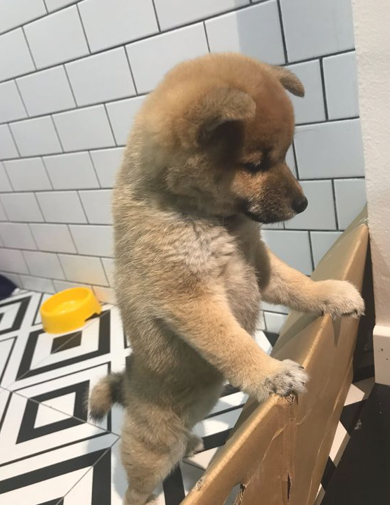 柴犬太黏人,网友用纸箱子就想遮挡它,狗:很小瞧我了吧!