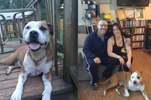 斗牛犬为陌生人挡5刀 奇迹活下来还找到新家
