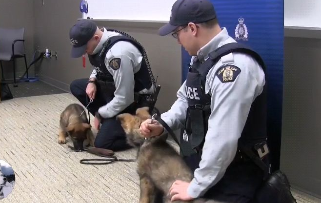 小警犬刚上课,就跟同学发生“矛盾”,训练师:是个好苗子