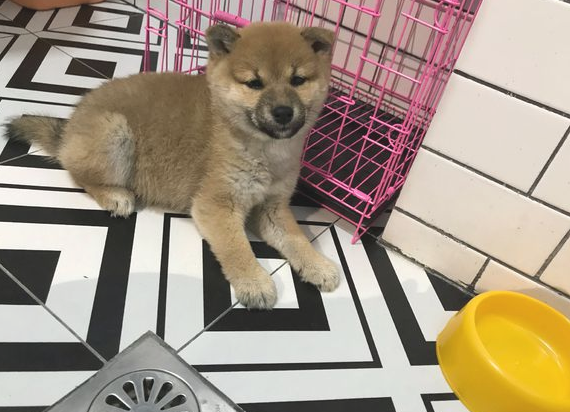 柴犬太黏人,网友用纸箱子就想遮挡它,狗:很小瞧我了吧!