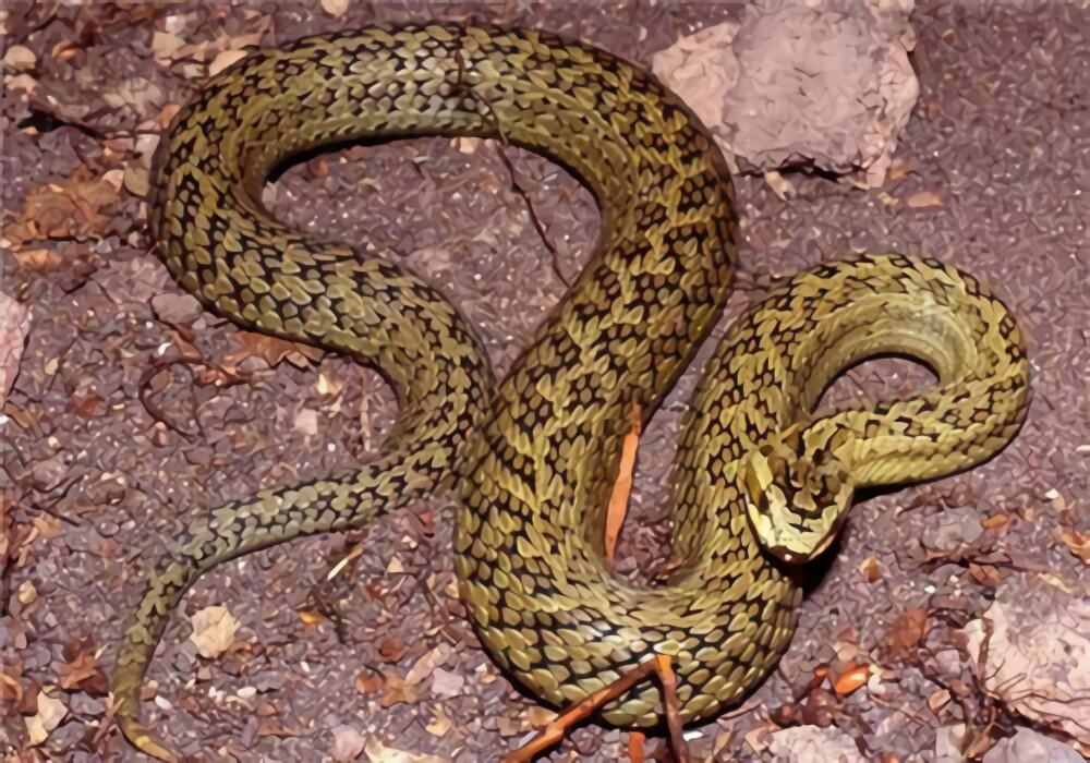 高原蝮身份信息