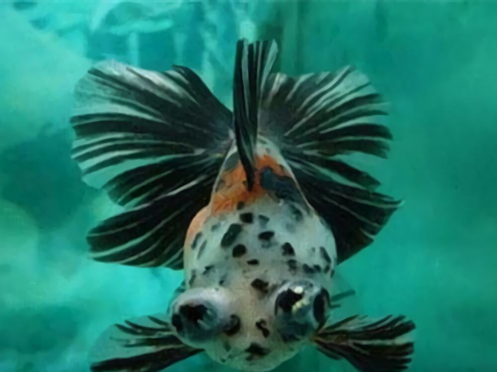 荧鳞蝶尾身份信息