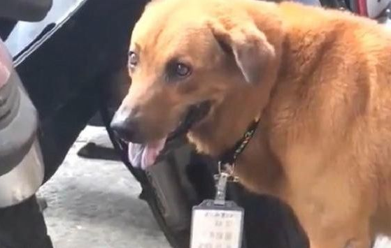 狗狗在医院大门口守了一个星期,认清品牌上的字以后叫人潸然泪下!