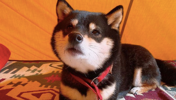 网友带柴犬去露营它太高兴,离去时却十分难过:就不可以多玩游戏几日?