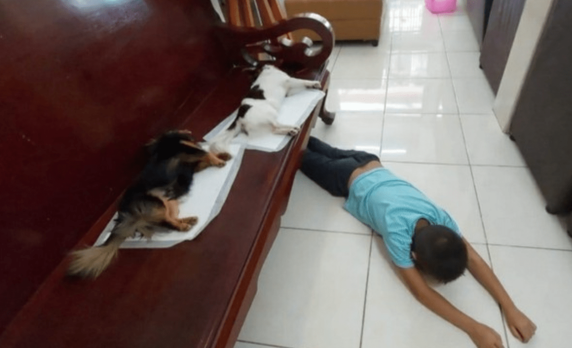 狗狗绝育后麻药未退,小男孩误以为它们死了,吓得跪地痛哭