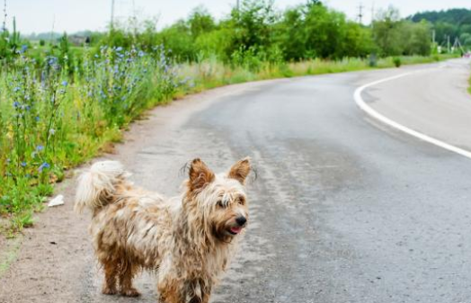 流浪狗在路边瑟瑟发抖,洗干净后颜值惊艳众人,竟是一只比熊犬