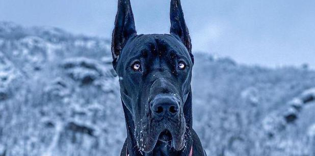 加拿大杜宾犬走红 “外强内软”的反差萌