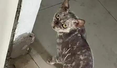 流浪猫闯入阳台被打至奄奄一息令人心碎