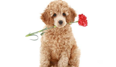 贵宾犬偷吃不成从桌上摔下，恰好被主人看到，尴尬极了！