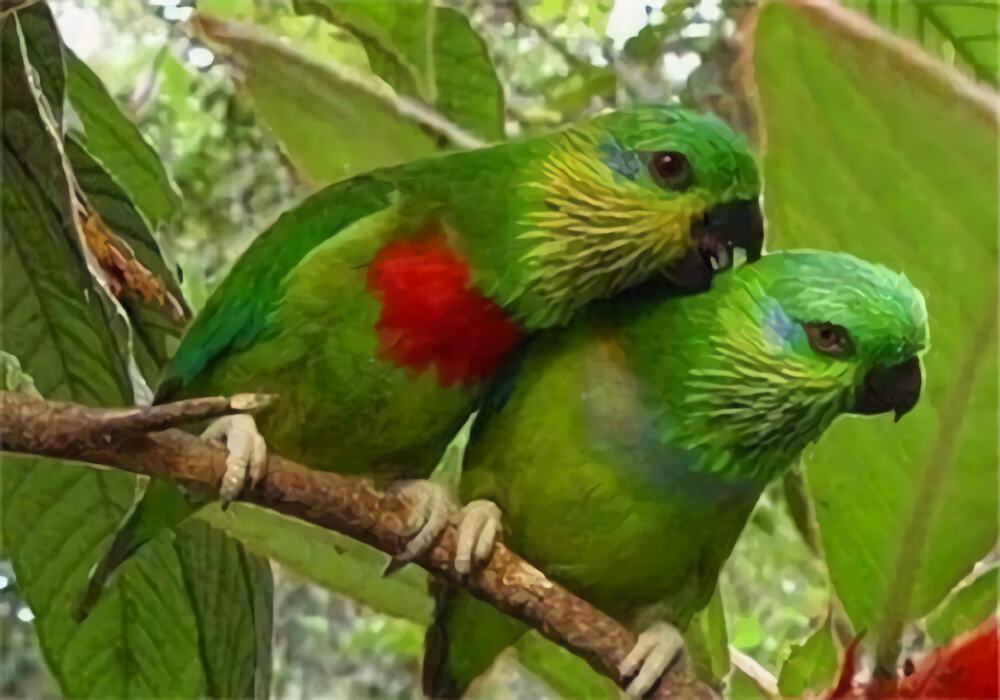 双眼无花果鹦鹉身份信息