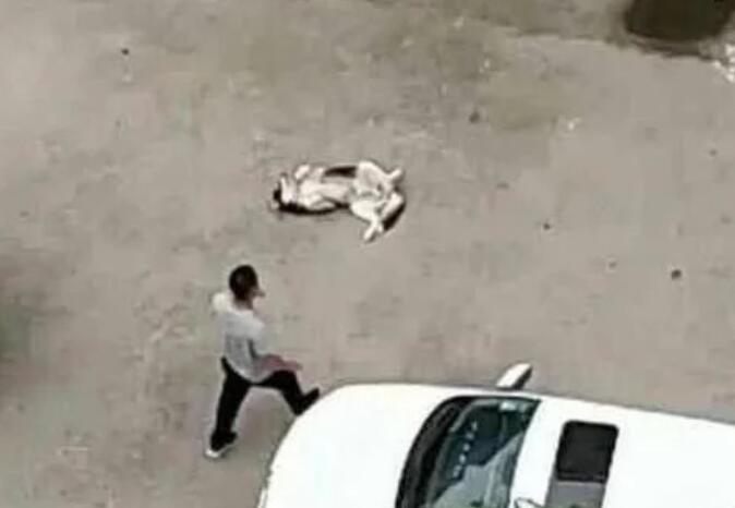 回到家不见二哈,趴在窗户上一看瞬间气哭,主人:傻狗,我不要了