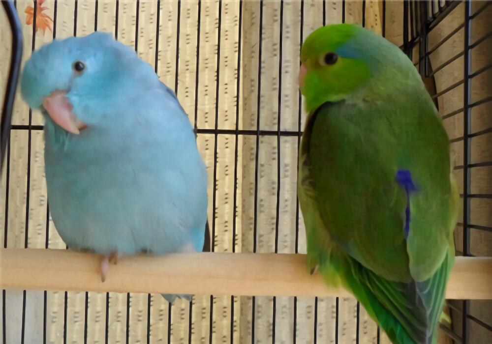 太平洋鹦鹉身份信息