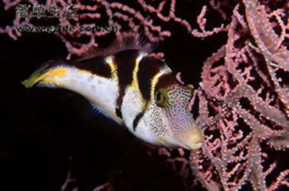 日本婆身份信息