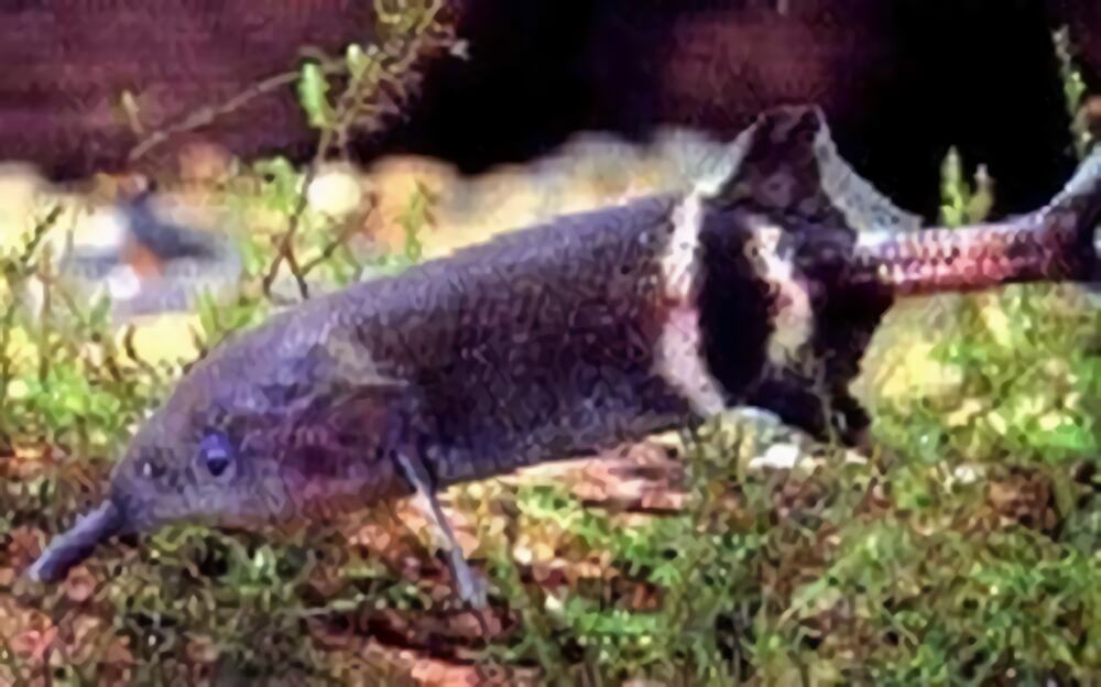 象鼻鱼身份信息