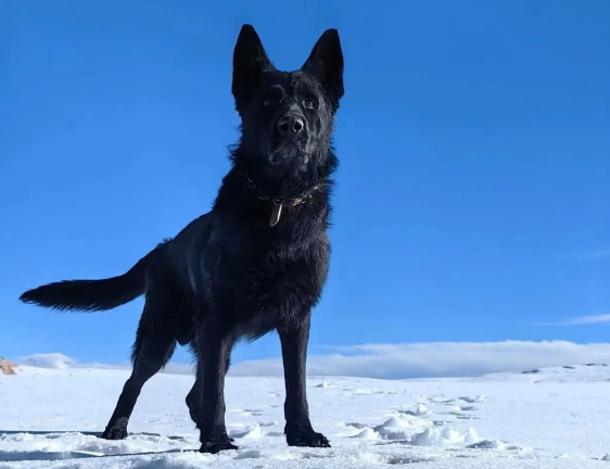 雪枫旅三级功勋军犬,光荣退役