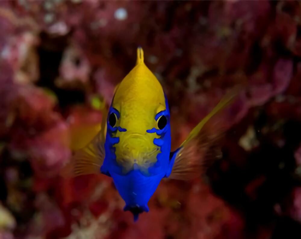 史氏金翅雀鲷身份信息