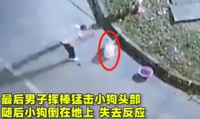 残忍!宠物狗被主人活活打死!气愤:见人就咬,连我都不放过
