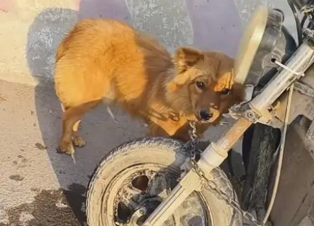 面对350块，狗主亲自把躲进车底的小狗拽出，狗贩：听人劝吃饱饭