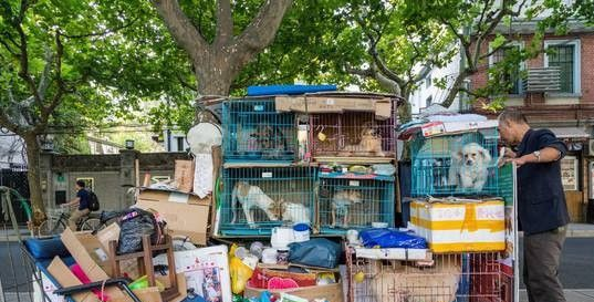 上海大叔离家拾荒住大街 乐当3000隻浪犬爸爸