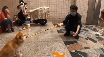 主人给柴犬准备宠物门,结果它愣了一下后,偏偏和主人作对